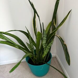 Snake plant